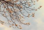 Apricot leaves