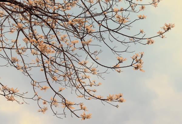 Apricot leaves picture