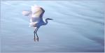 Egret Blues 1