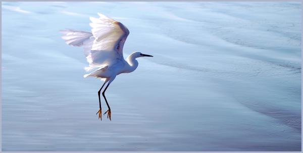 Egret Blues 1 picture