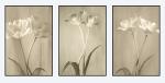 Tulip Triptych