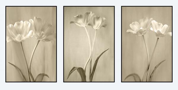 Tulip Triptych picture