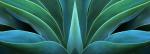 Agave Temple