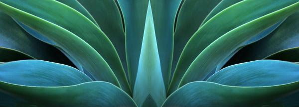 Agave Temple