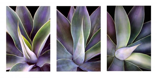 Agave Triptych picture