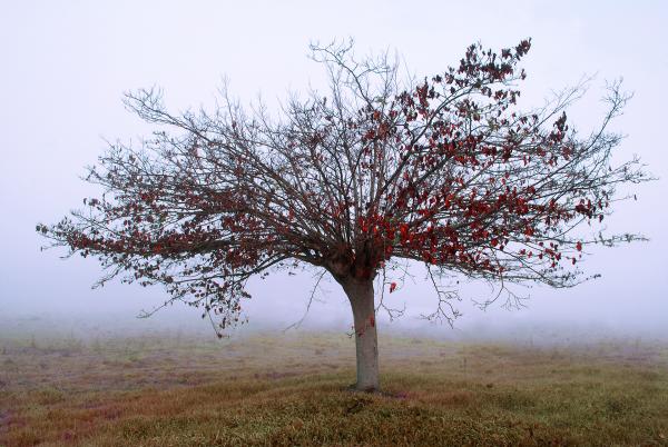 Foggy Morning picture