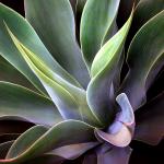 Agave