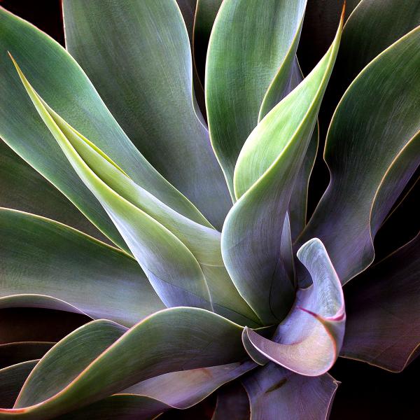 Agave picture