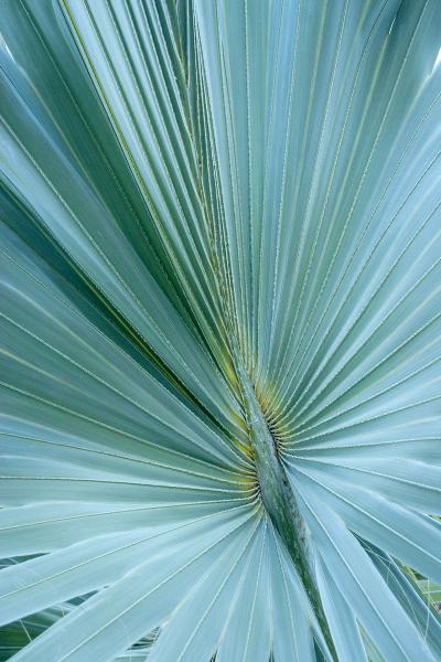 Blue Palm