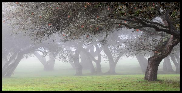 Magic Morning picture