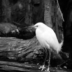 Snowy Egret