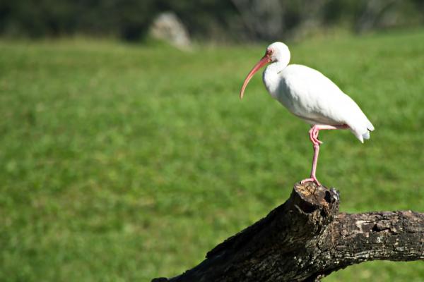 Ibis picture