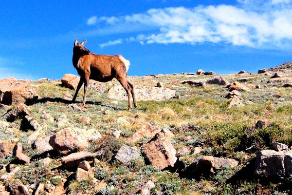 Rocky Mountain Freedom picture