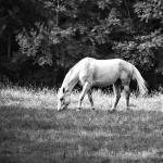 Grazing Gray