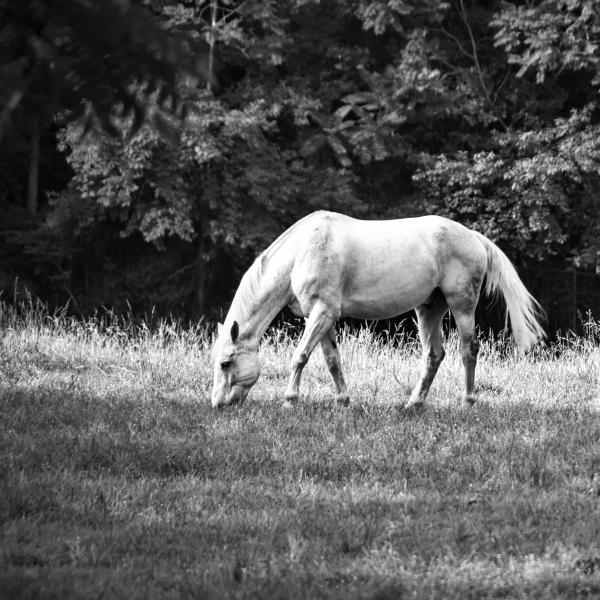 Grazing Gray picture