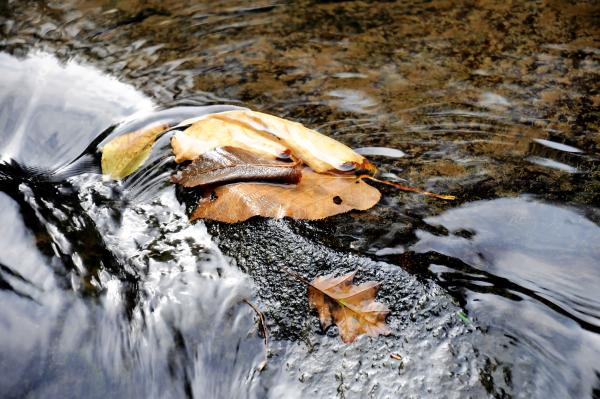 Leaf on the Water