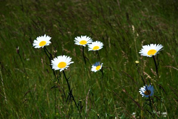 Summer Daisies