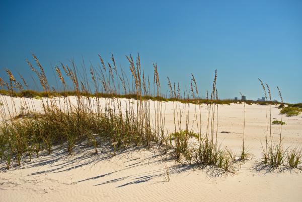 Sea Oats