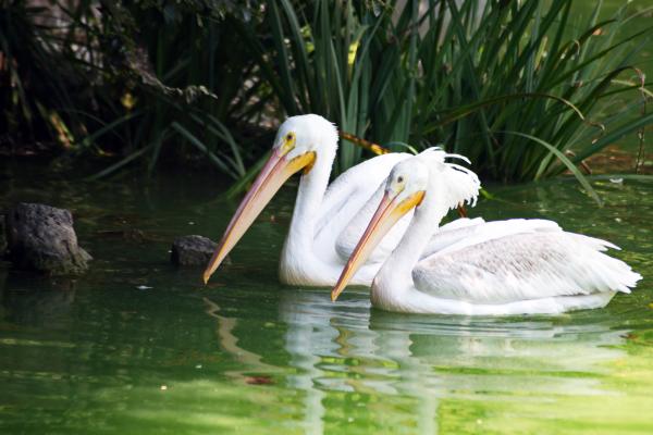 Pelican Pair