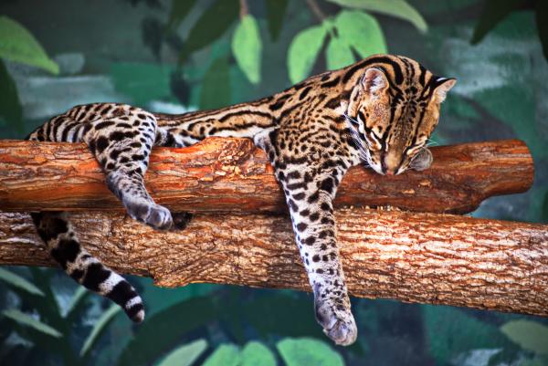 Ocelot picture