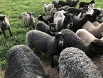 Border Creek Farm