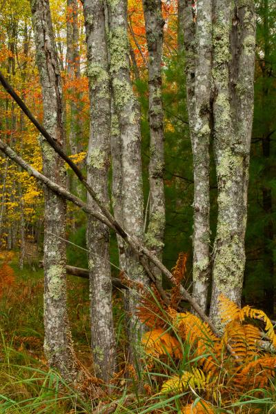 Autumn Trees and Ferns Acadia NP Maine - 24X36 - Aluminum Print picture