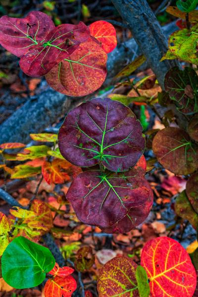 Sea Grapes Key West FL Winter Colors - 24X36 - Aluminum Print picture