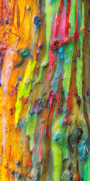 Rainbow Eucalyptus Kauai Hawaii 5061 - 20x40 - Aluminum Print picture