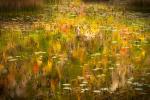 Fall Reflections in the Tarn Acadia NP Maine-6275 - 36X24 - Aluminum Print