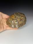 Antique Brown Turtle Shell