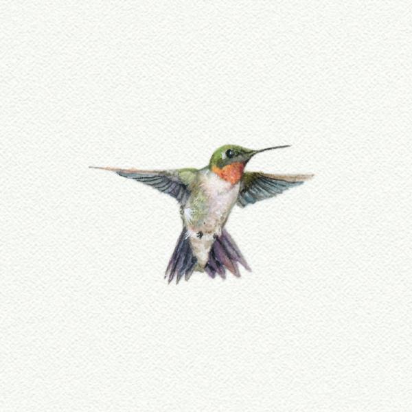 Hummingbird picture