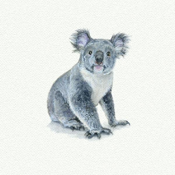 Koala picture