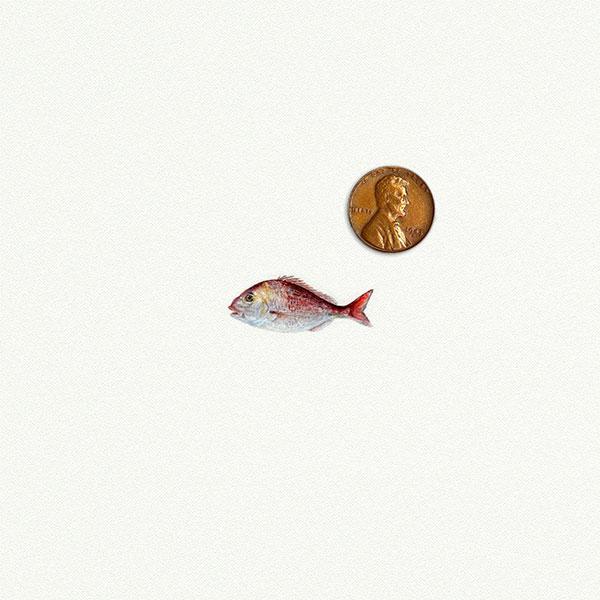 Fish picture