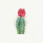 Cactus big red