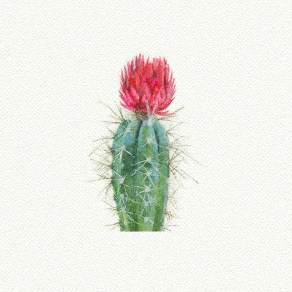 Cactus big red picture