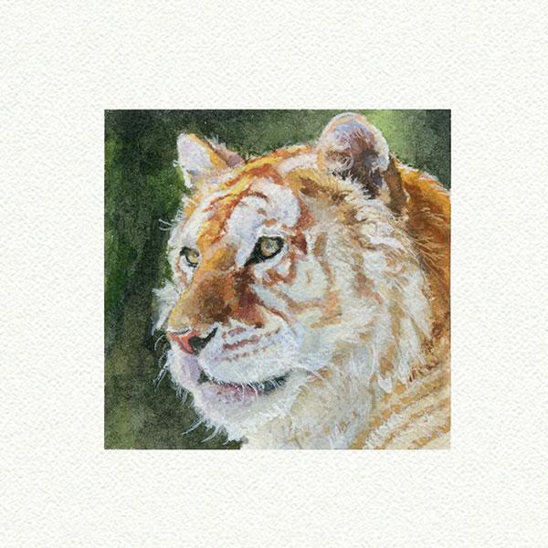 Tiger White picture