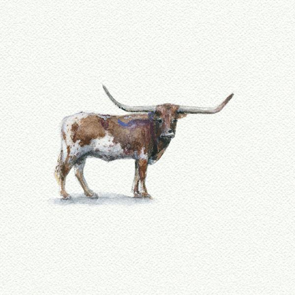 Longhorn picture