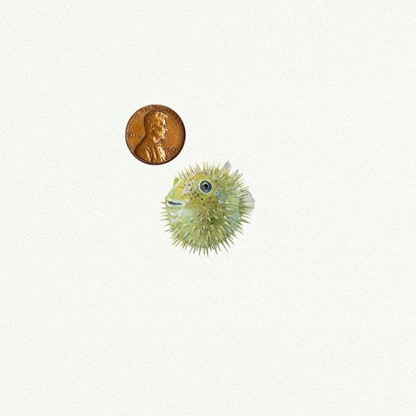 Pufferfish picture