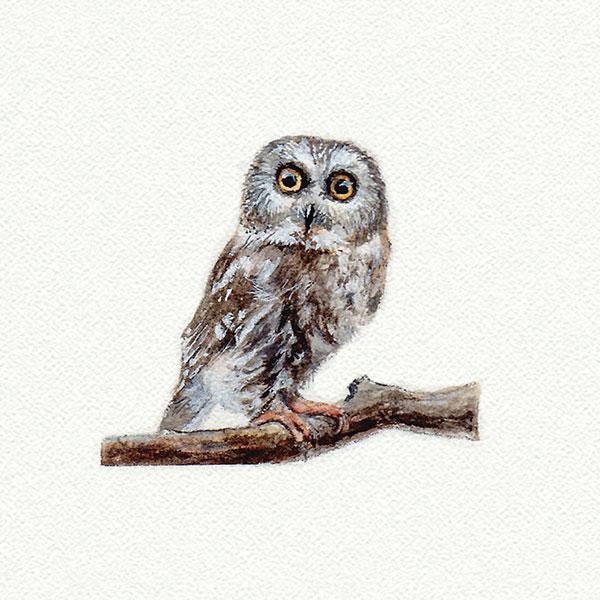 Owl 1