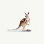 Kangaroo