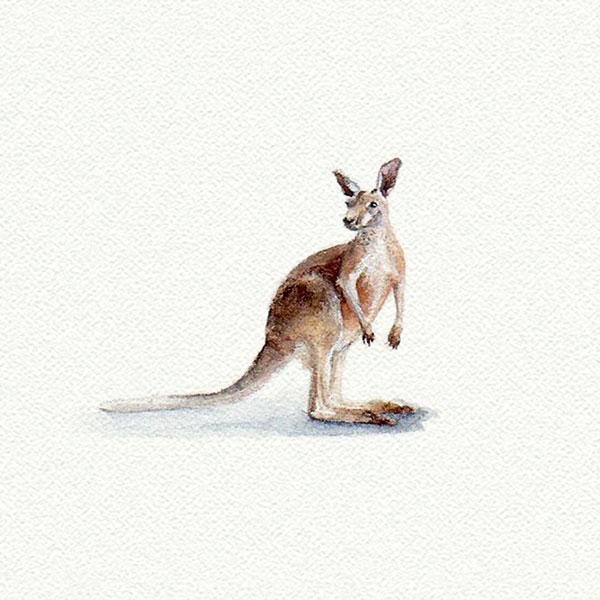 Kangaroo picture