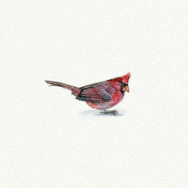 Cardinal picture