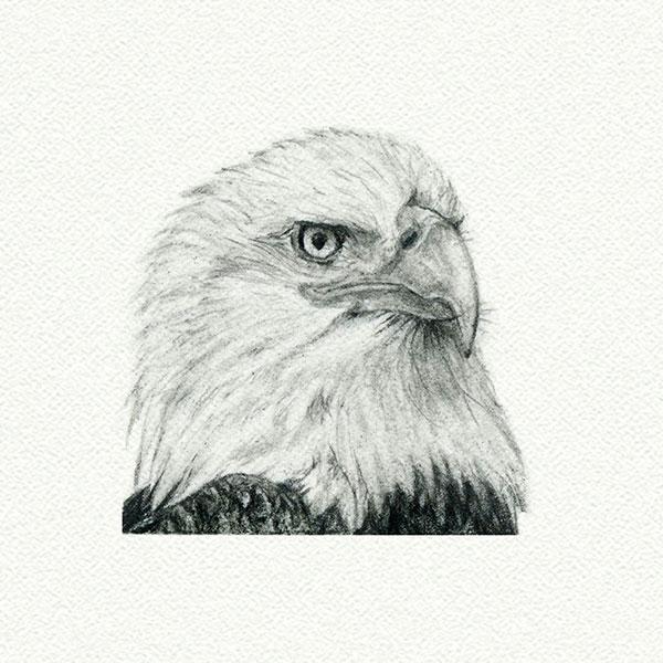 Eagle picture