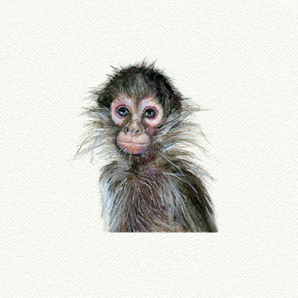 Monkey picture