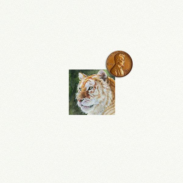 Tiger White picture