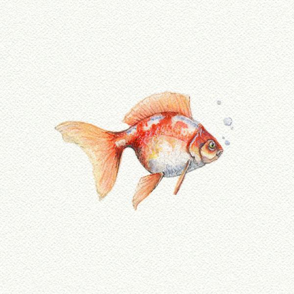 Goldfish picture