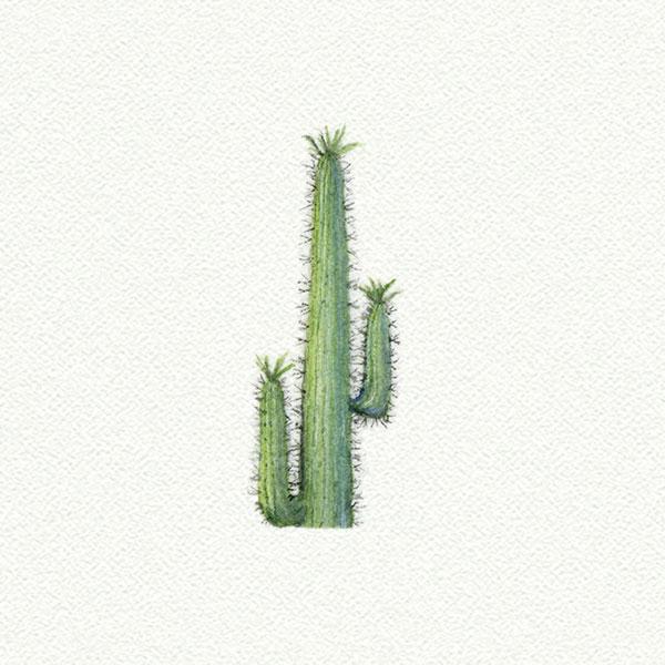 Cactus Tall