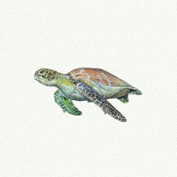 Sea Turtle picture