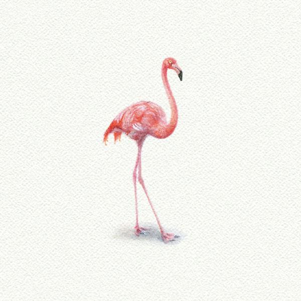 Flamingo picture