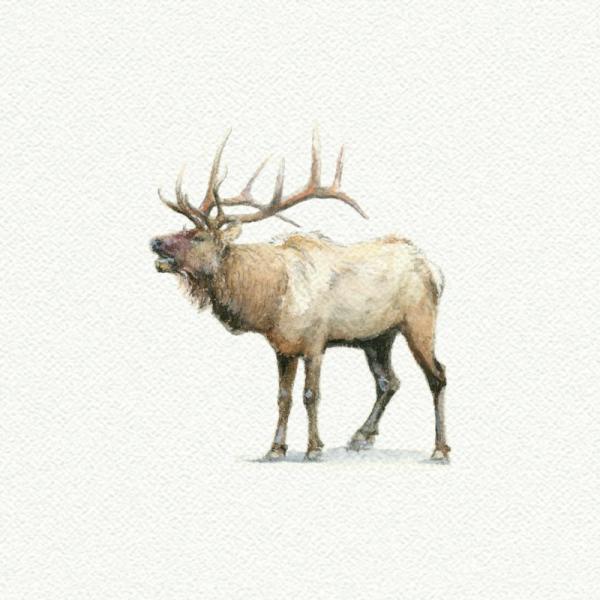 Elk picture